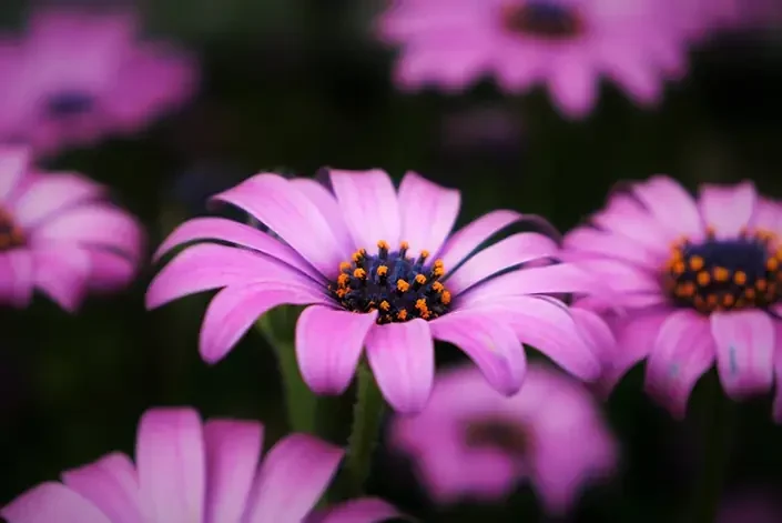 Close-up of vibrant purple daisies, symbolizing growth and the beauty of nurturing relationships.