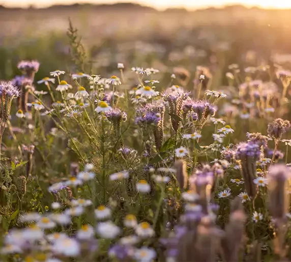 Golden sunlight illuminating a field of wildflowers, representing mindfulness and serenity in nature.