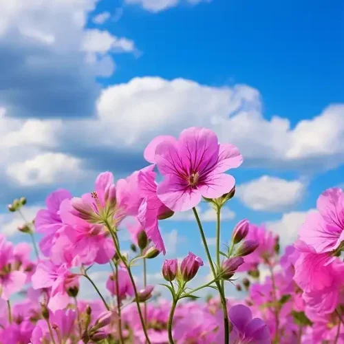 A hopeful image of vibrant pink flowers reaching up towards a blue sky with white clouds, symbolizing growth, hope, and the beauty of the healing process.
